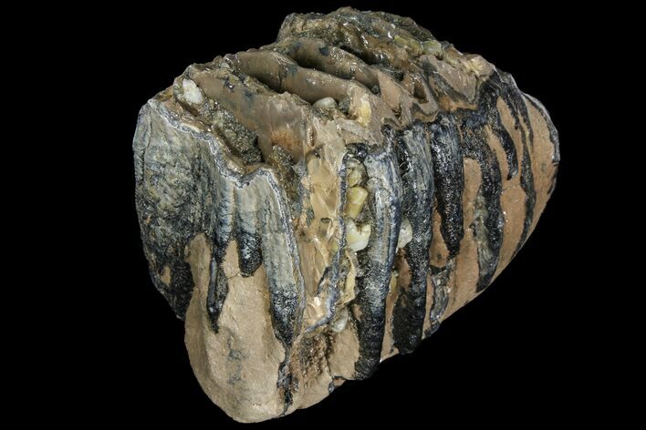 Partial Southern Mammoth Molar - Hungary #111853